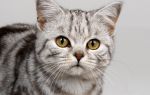 Какие прививки нужно делать кошкам?
