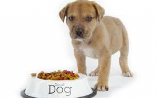 Как правильно кормить собаку до или после прогулки?